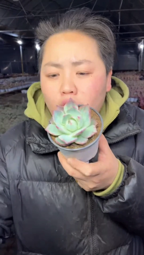 【闪购商品】103-惊鸿带盆土6.8