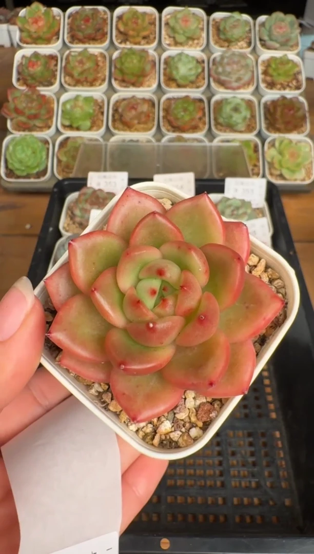 359a珍妮多肉(6.5cm杯）一物一拍 带盆土发