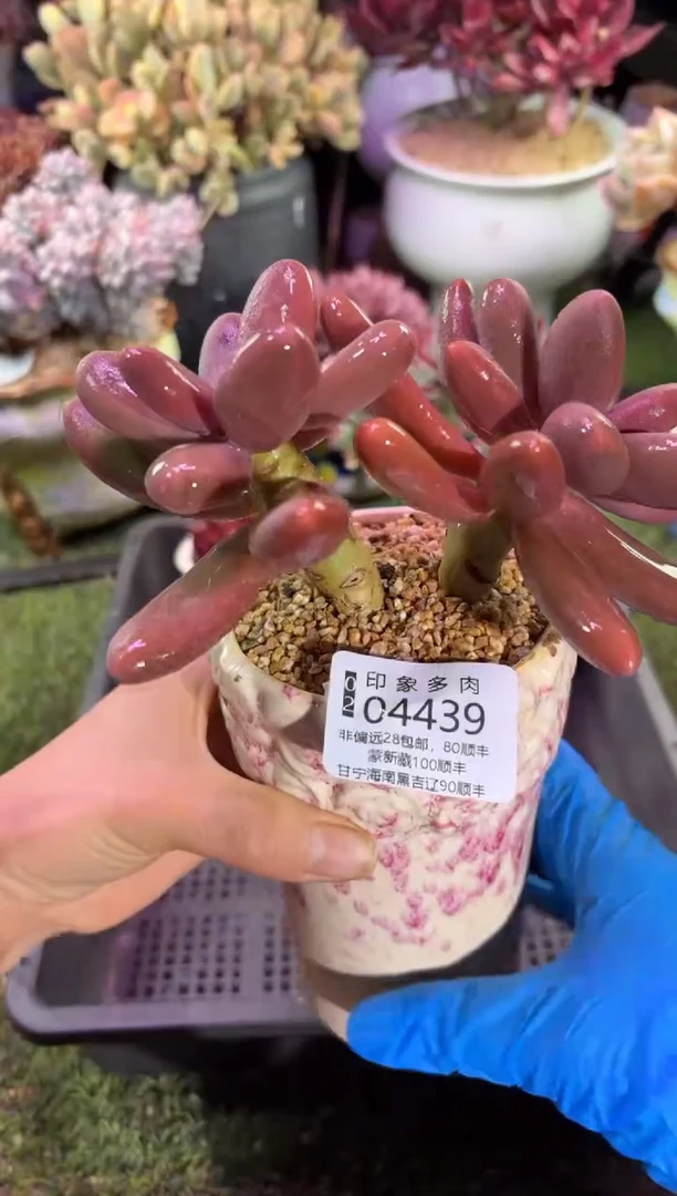 【闪购商品】04439脱土带盆