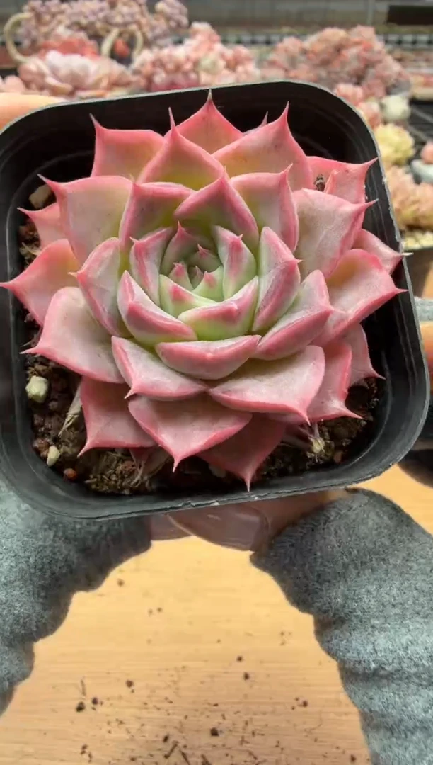 东云多肉园二店-43