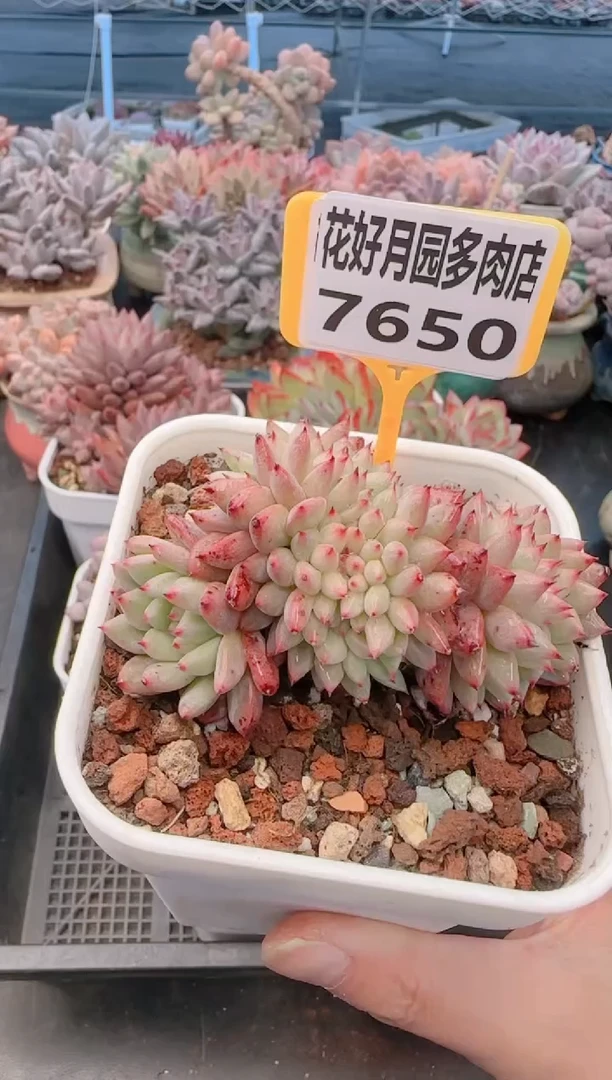 【闪购商品】7650.胭脂扣缀化