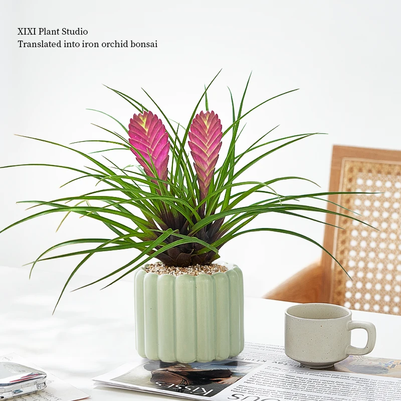 铁兰花盆栽办公室内客厅桌面开花植物四季好养绿植花卉