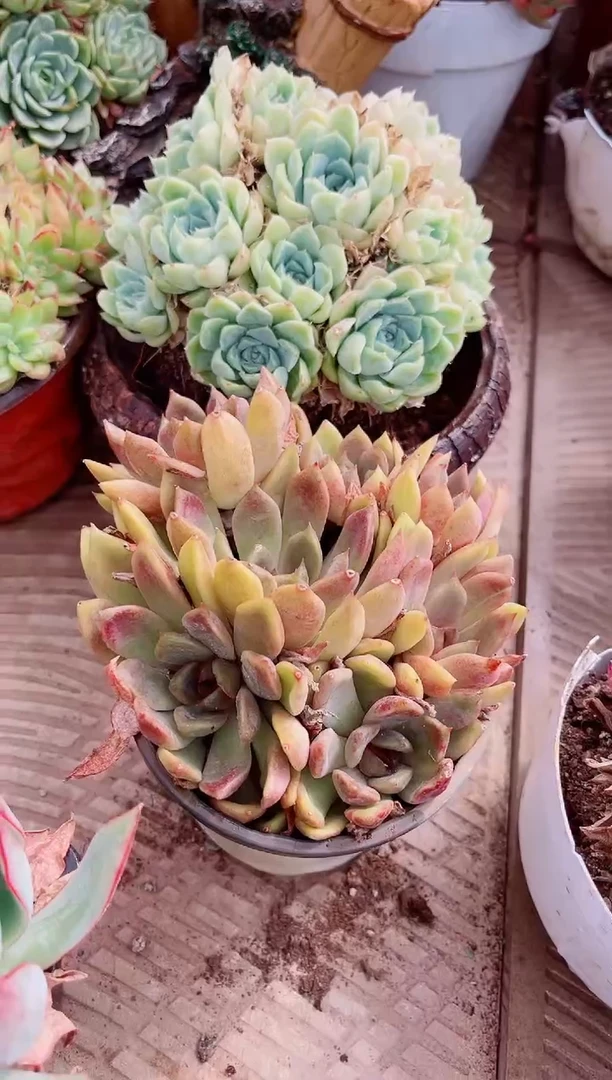 布*14234肉植物一物一拍