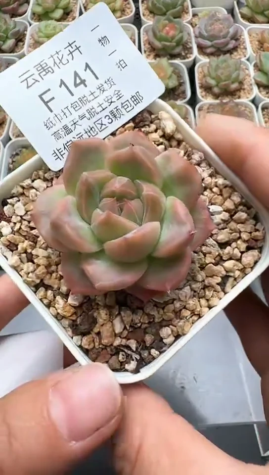 141F云禹多肉植物 默认脱土纸巾打包 3颗包邮