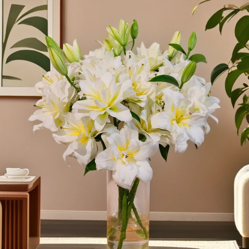 云南木木花卉暴风雪香水百合百合花浓香鲜花插花水养