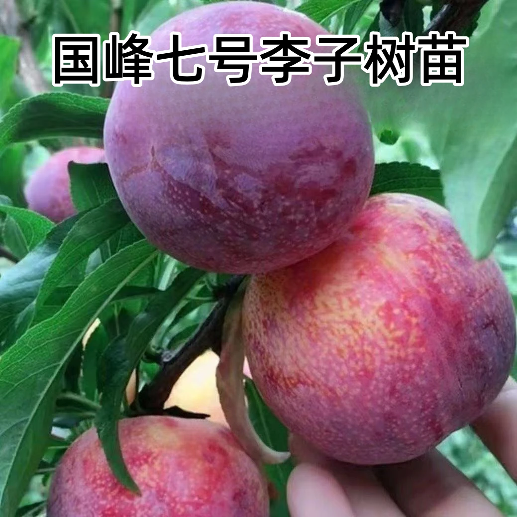 嫁接国峰七号李子果树苗南北方庭院种植李子树苗盆栽地栽李子树苗