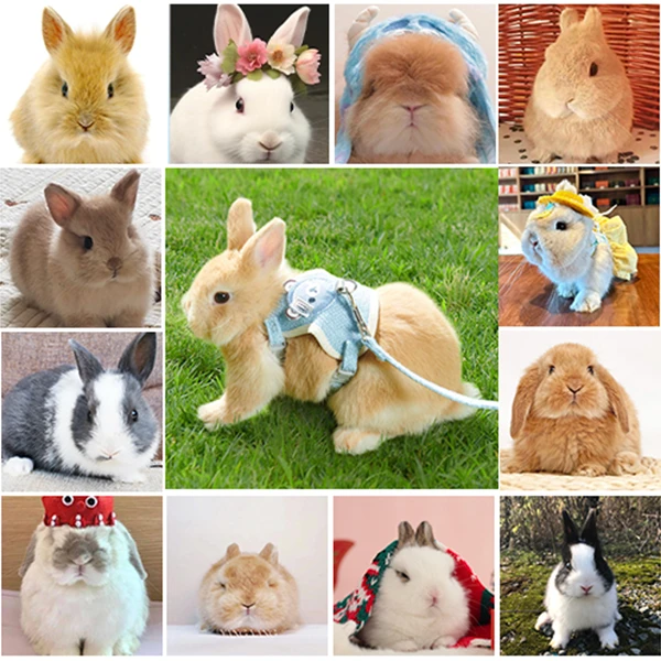 （大良家）宠物通用活体链接1