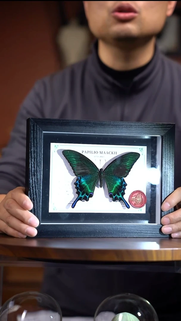 绿带翠凤蝶-设计横款【8寸黑框】（常规）