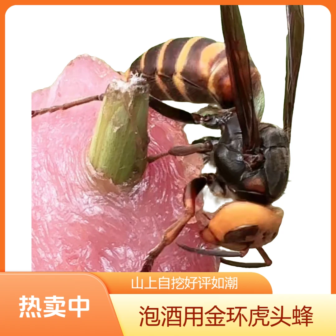 游七里老蜂泡酒用