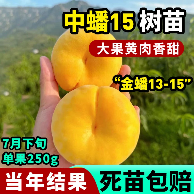 嫁接黄金蟠桃树苗特大中蟠15号黄肉蟠桃树果苗当年结果金蟠13-15