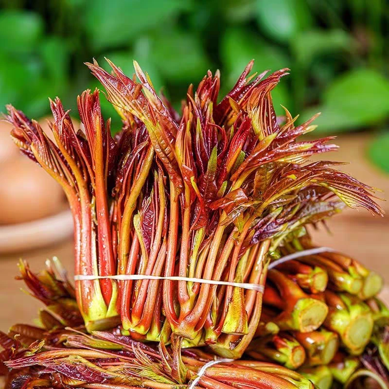 【顺丰包邮】正宗四川现摘红芽香椿椿芽新鲜红油香椿