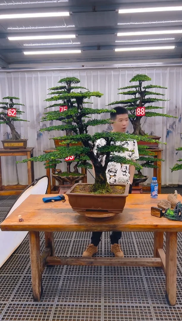 无花朵紫**来精品盆景直播间一物一拍