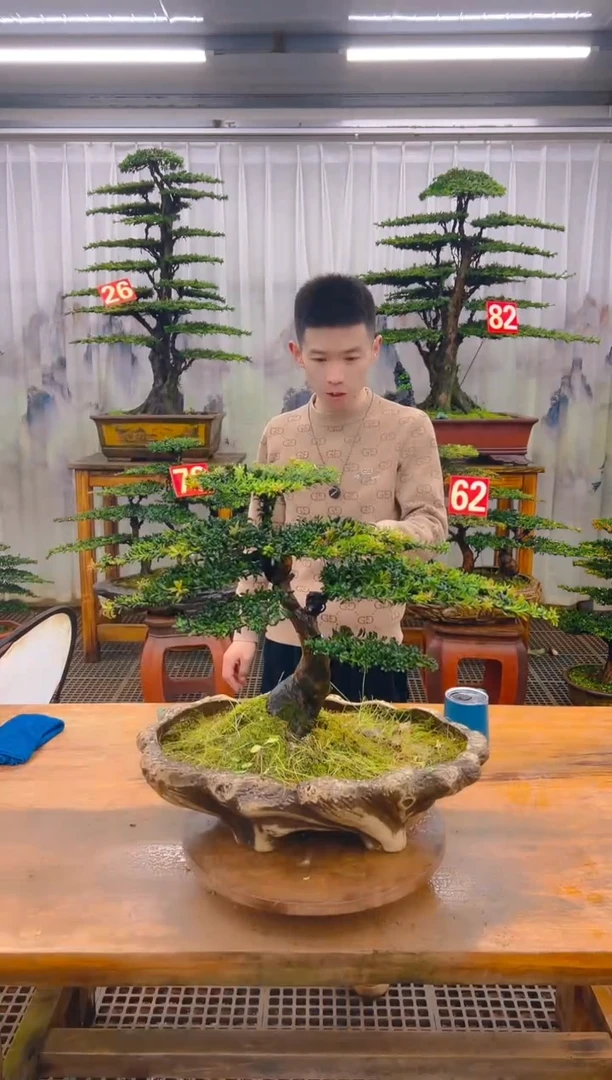 无花朵精品盆景直播间一物一拍