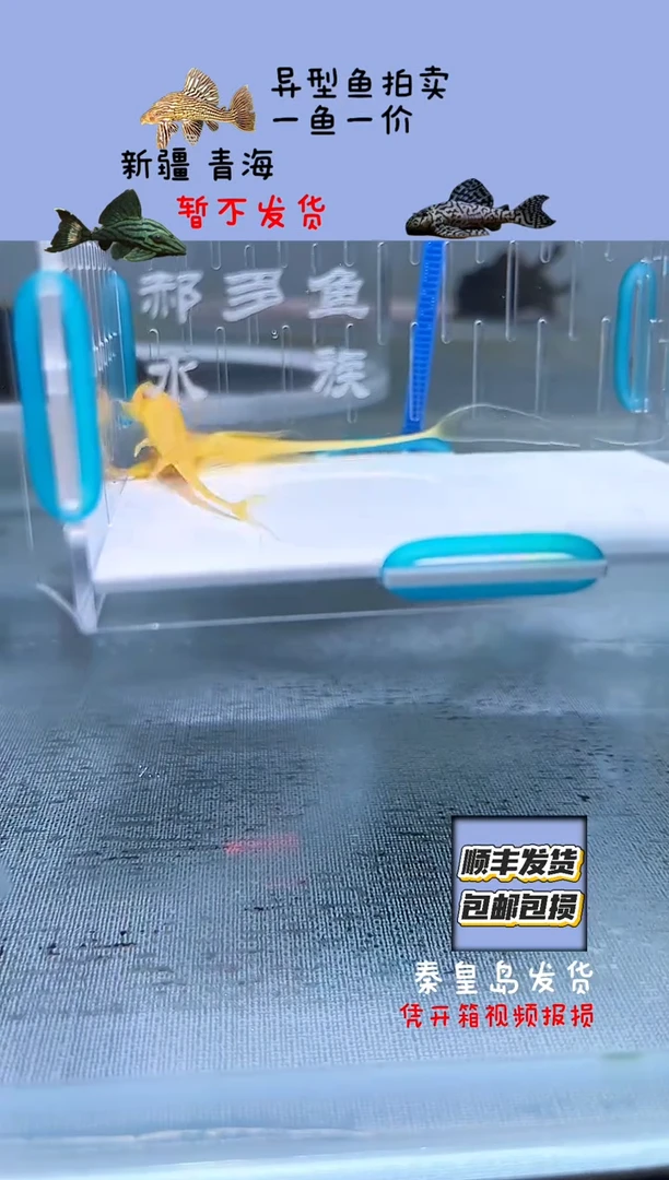 清道夫鱼6-7不包入缸损52
