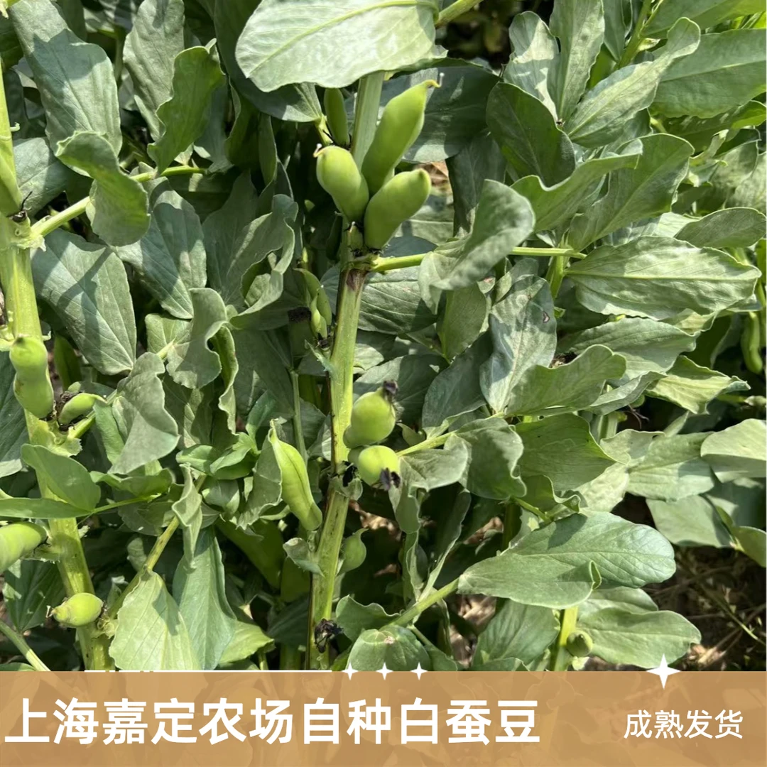 上海嘉定农场自种嘉定白蚕豆/预售采摘发货/新鲜采摘新鲜发货