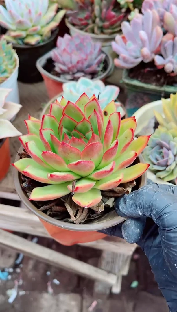 C*29031多肉植物一物一拍