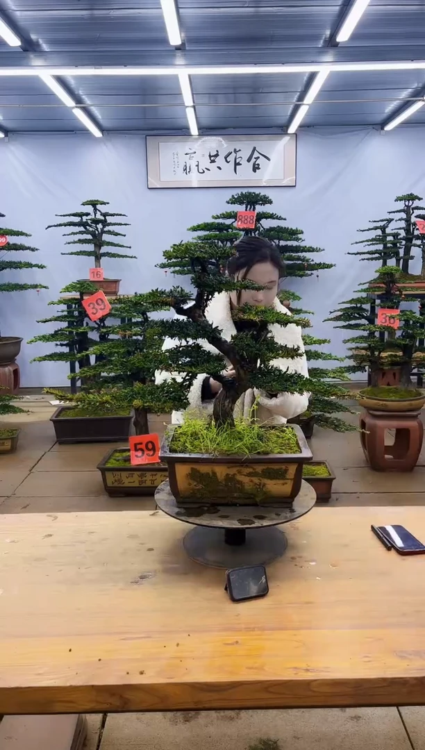 【闪购商品】高端盆景一物一拍，所见即所得