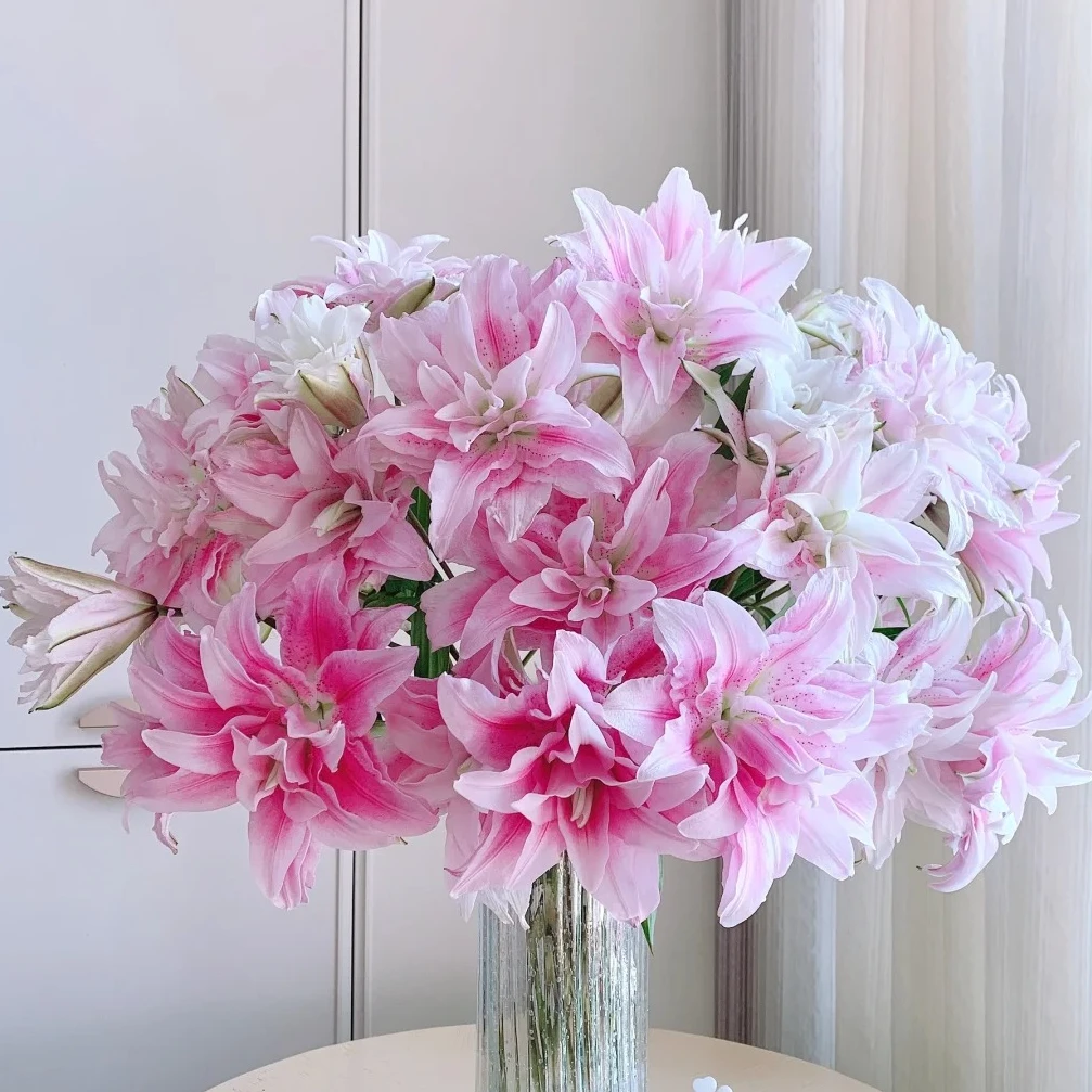 【伊莎贝拉】重瓣香水百合云南基地直发水养鲜花