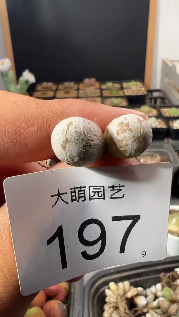 一物一拍          197