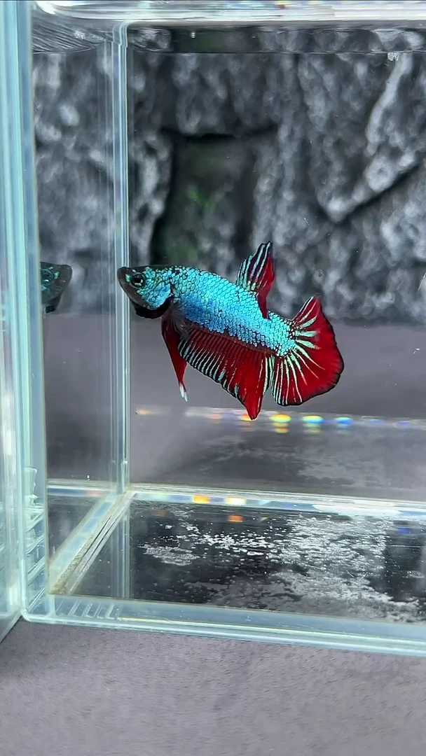 斗鱼竞拍链接A084