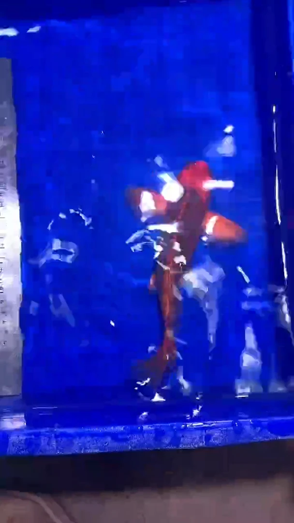 蝴蝶鲤鱼蝴蝶鲤直播选鱼专用链接 凭开箱视频售后