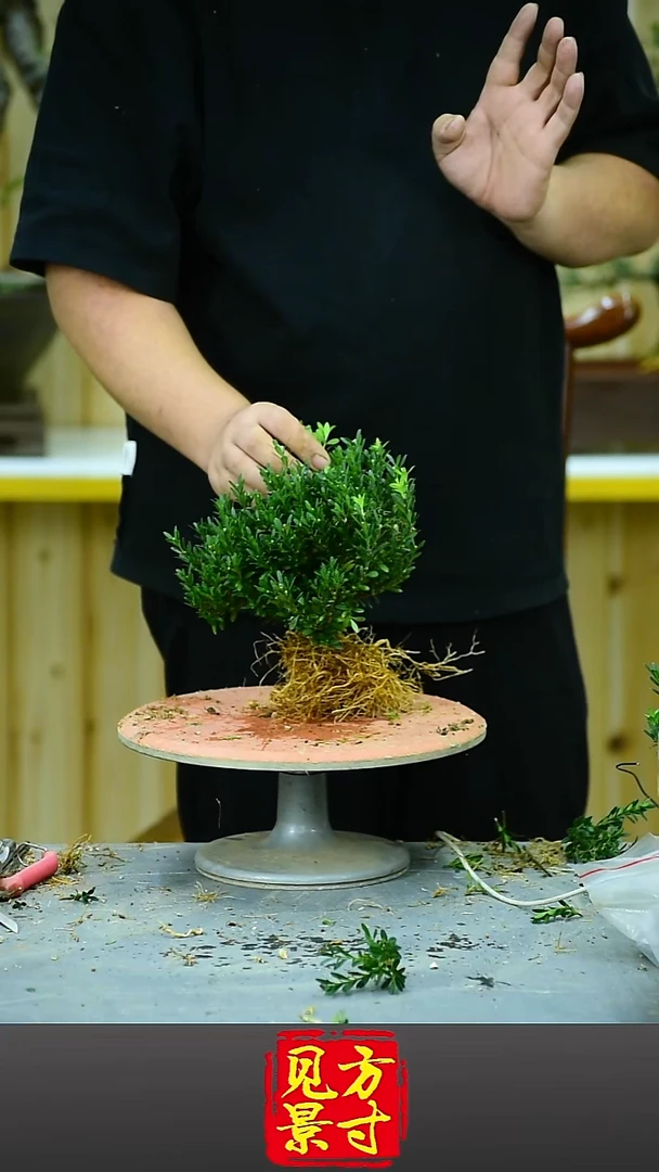 福建闽江雀舌皱皮黄杨素材托盆