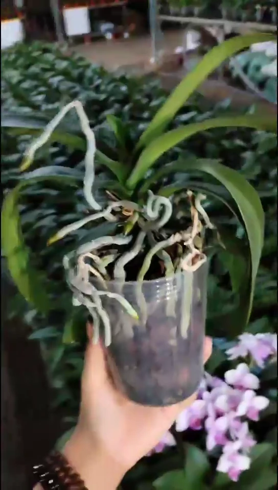 完全开放盲盒福利