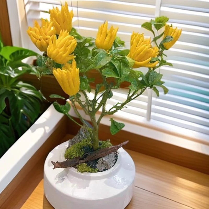 佛手绿植花卉直播间一物一拍桌面盆栽 地栽绿植