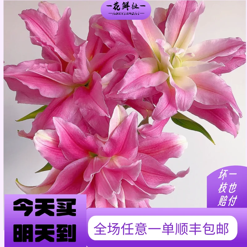 花鲜祉【红丝带重瓣香水百合3枝】全场任意1单顺丰包邮次日达