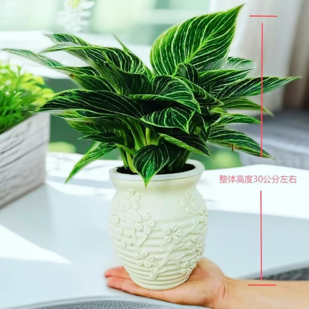 【吸甲醛植物】铂金钻绿植盆栽室内吸二手烟防辐射耐阴好养净化空气