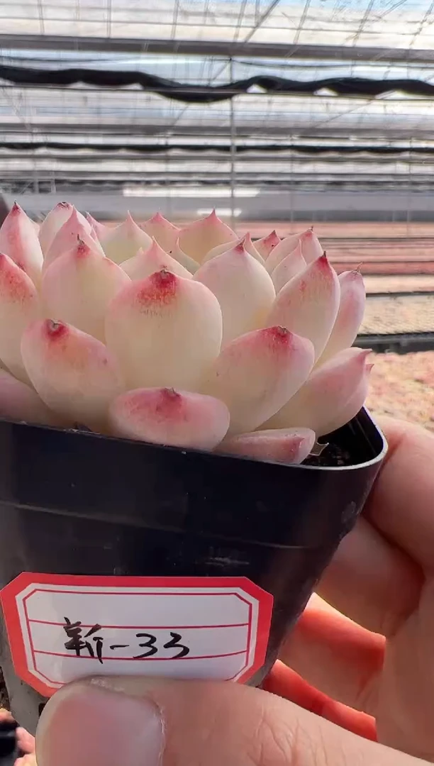 【闪购商品】东云新-33