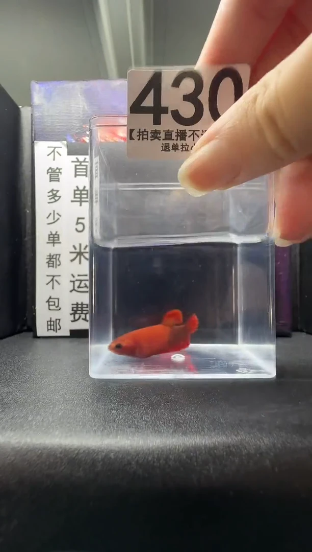 斗鱼母鱼编号：430