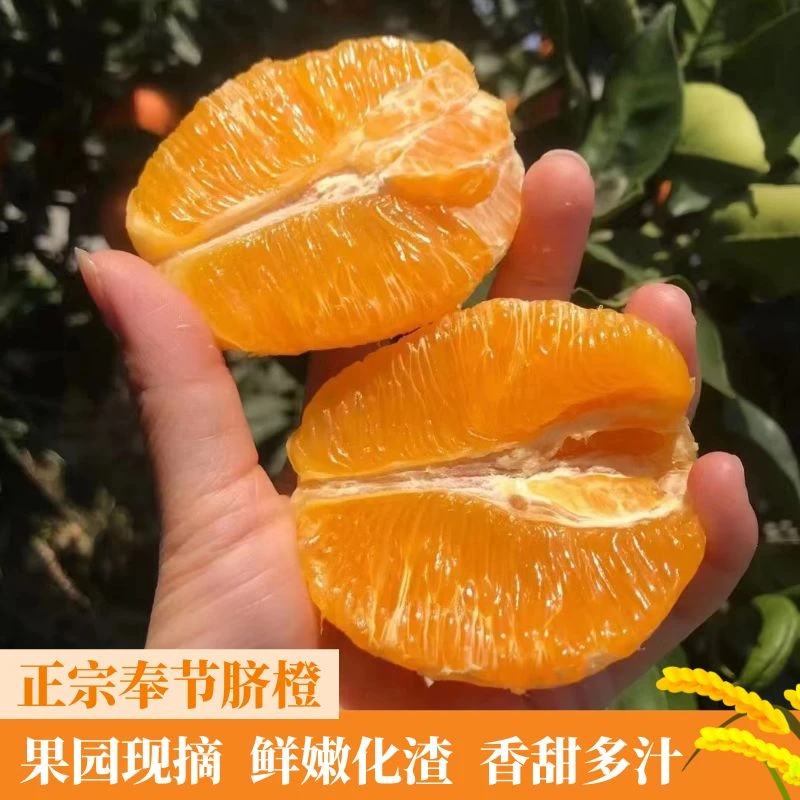 （坏果包赔）奉节脐橙5斤/10斤/20斤新鲜现摘脆嫩化渣香甜酸甜多汁
