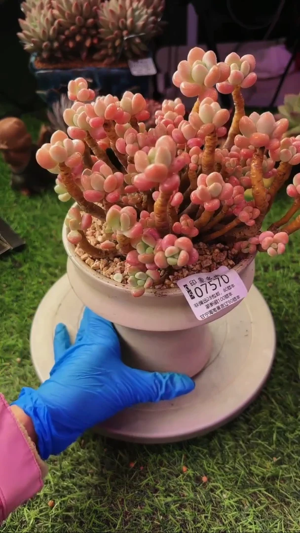 昆明印象多肉07570