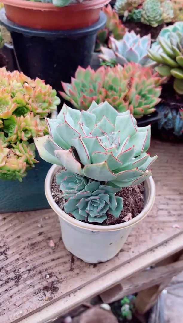 香****）26106多肉植物一物一拍