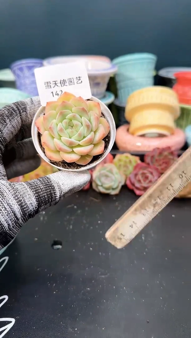 142   青山 （冠幅 5.5 cm）