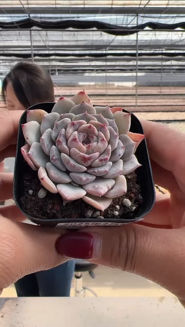 【闪购商品】棉花糖-9