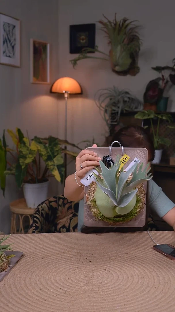 不开花植物U842-密叶野银6孢子苗