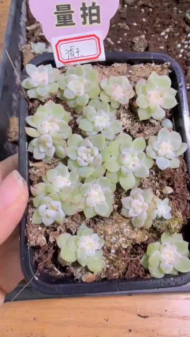 泼天切糕 量拍多肉植物