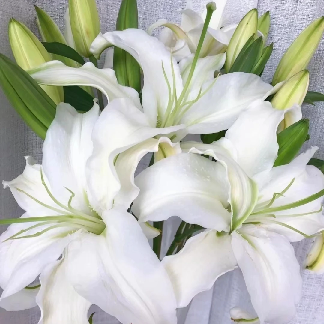 西伯利亚香水百合-花苞大-6朵百合生活家庭鲜花切花