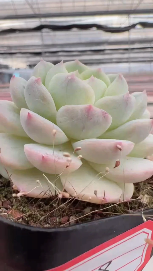 【闪购商品】阿尔幻桃-8