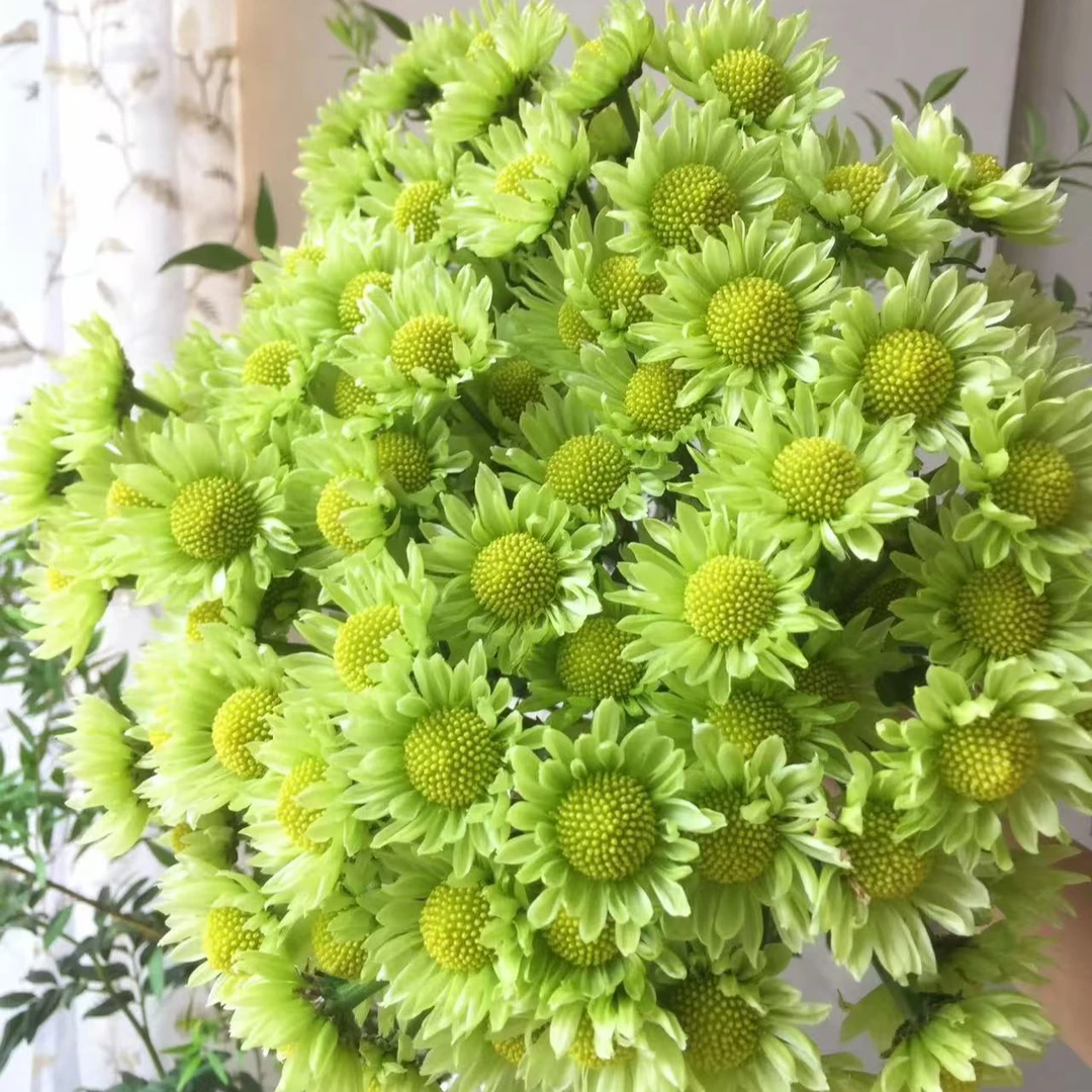 【小九】【绿精灵小雏菊】新手必养 任意满两单及以上鲜花包邮