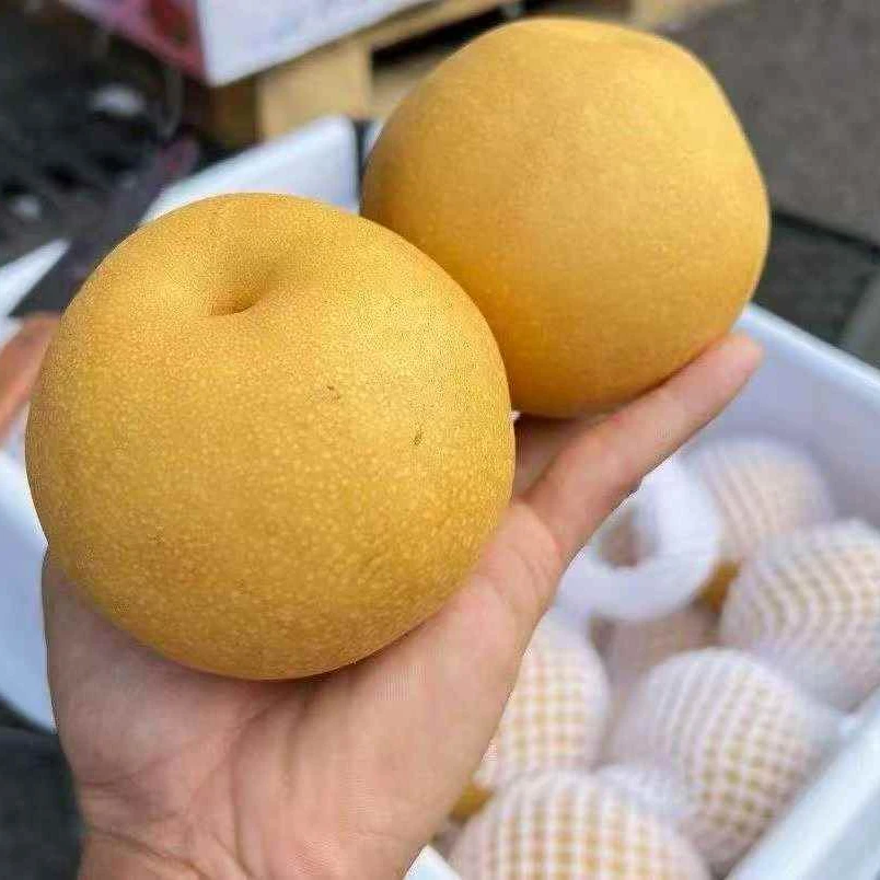 【二姐甄选 龙泉驿丰水梨】脆甜化渣 汁水丰富 甜度高