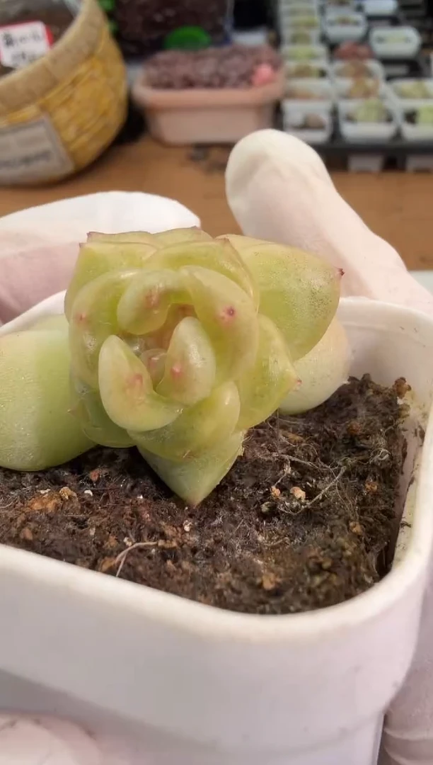 飘枝 五方一盆 单双混 量拍混发