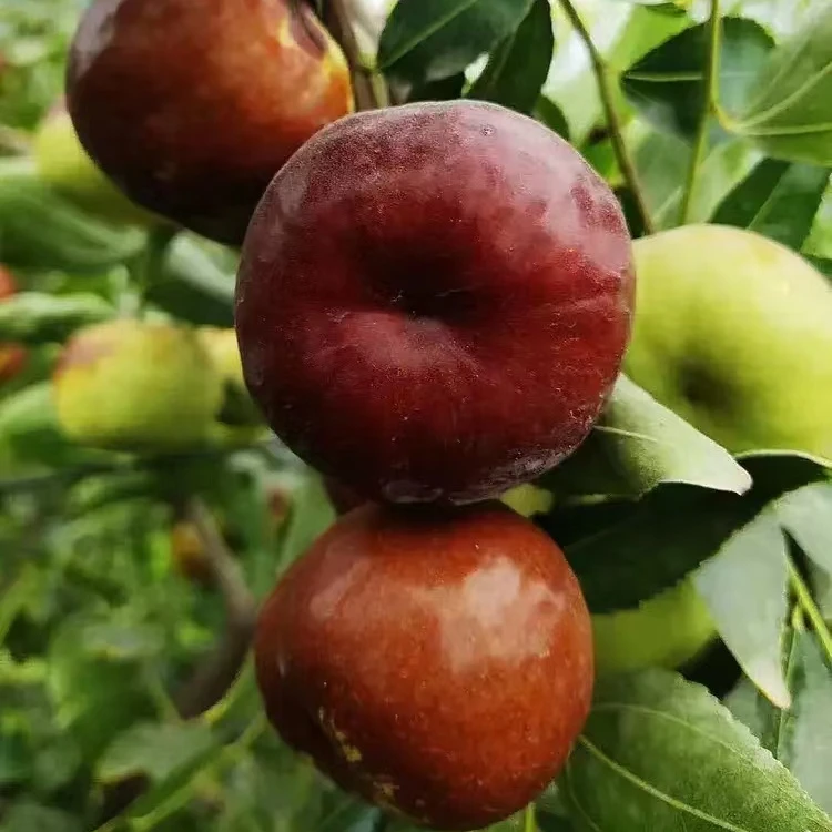 庭院新品（大果油蟠）发财树盆栽