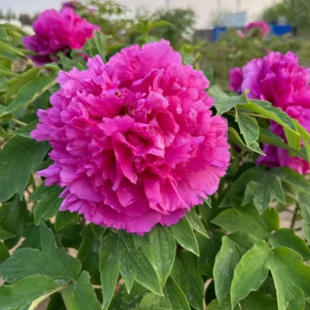 傲尧菏泽观赏牡丹红麒麟先发牡丹用品秋季裸根发苗