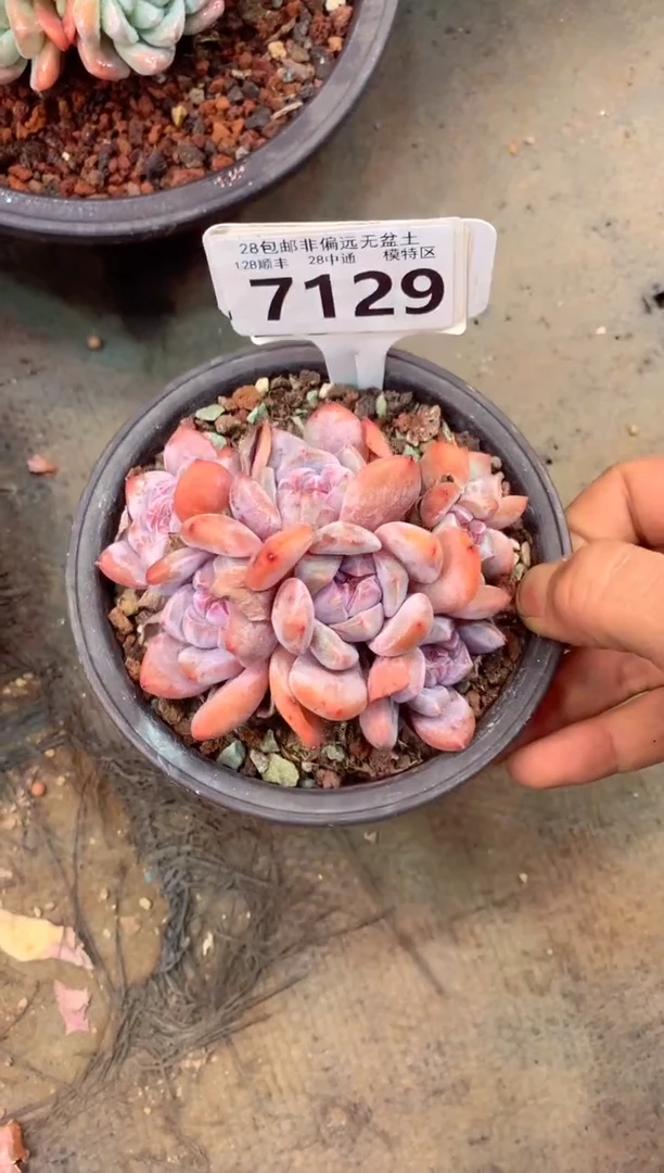 回**暮7129（一物一拍，精品多肉，w所见即所得