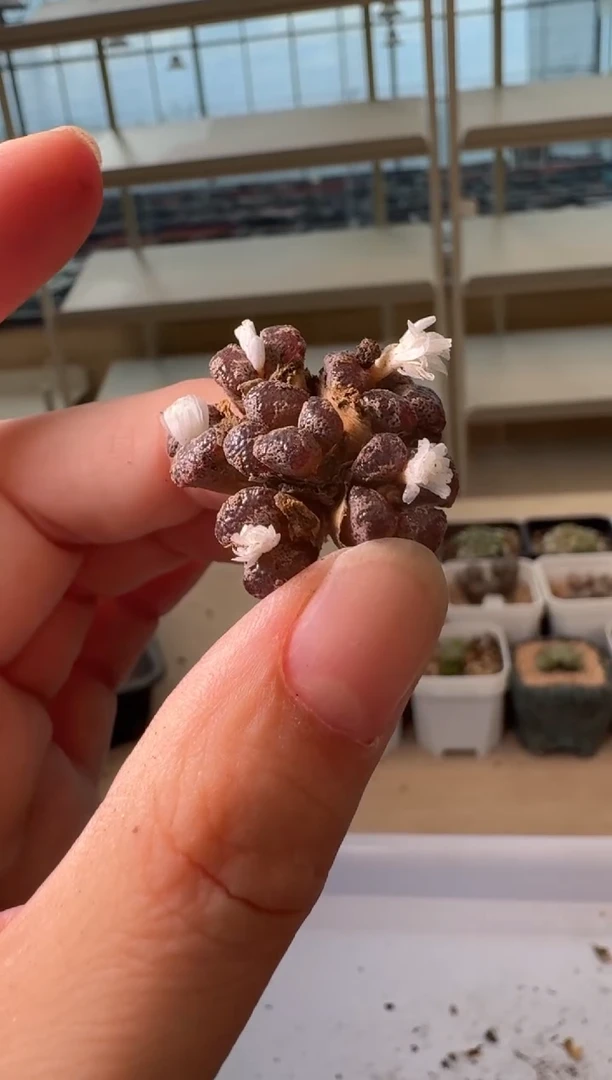24-92多肉植物肉锥