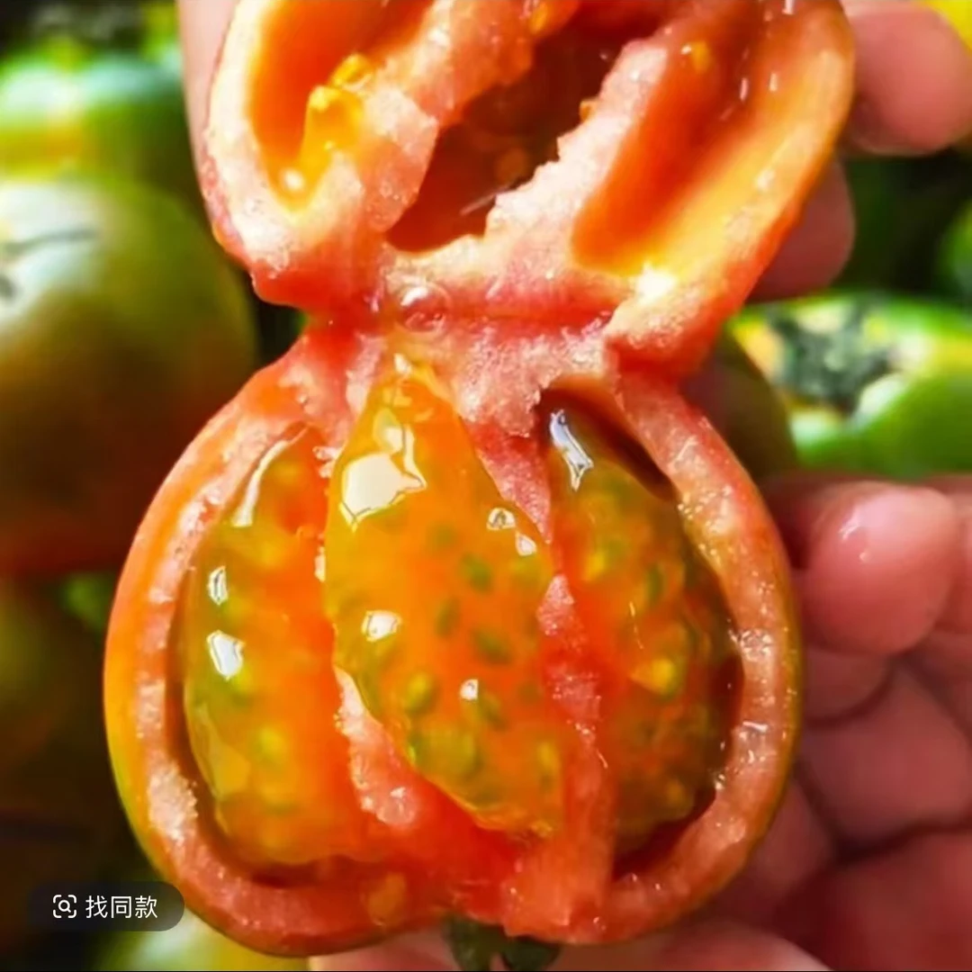 【草莓西红柿】大小混装东北正宗铁皮草莓西红柿水果番茄绿腚西红柿小时候的味道