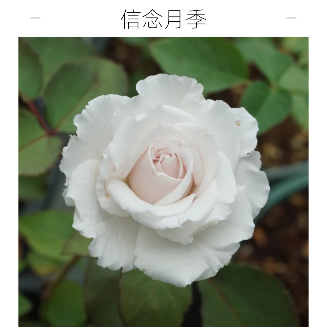 【信念】2加仑2-3年露天养护灌木月季花大花多花苗四季开花盆栽